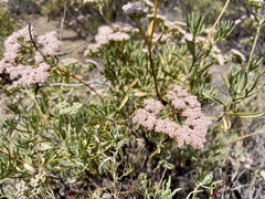 Eriogonum arborescens