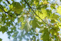 Acericecis ocellaris