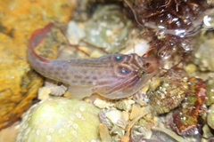 Lepadogaster purpurea