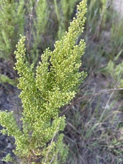 Artemisia campestris