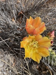 Opuntia littoralis