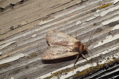 Ochropleura
