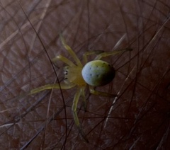 Araniella displicata