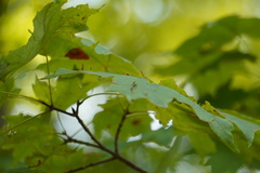 Vasates aceriscrumena