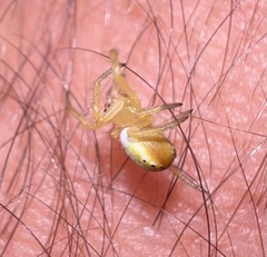 Araniella displicata