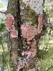 Herpothallon rubrocinctum