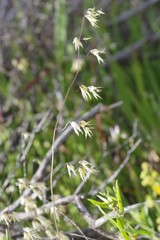 Melasphaerula graminea