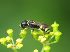 Ectemnius