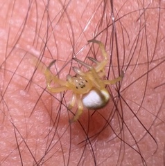 Araniella displicata