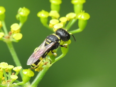 Ectemnius