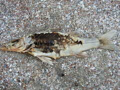 Prochilodus lineatus