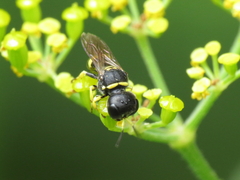 Ectemnius