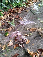 Golovinomyces sonchicola