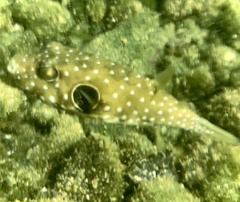 Arothron hispidus