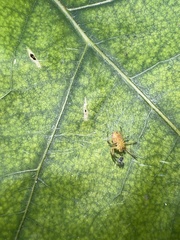 Araniella displicata