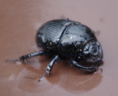 Geotrupes