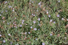 Lobostemon glaucophyllus