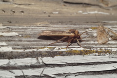 Ochropleura