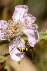 Ancistrocerus