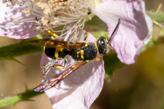Ancistrocerus