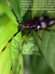 Dendrobias mandibularis