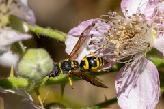 Ancistrocerus