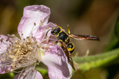Ancistrocerus