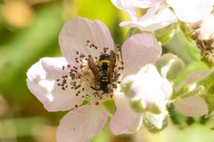 Ancistrocerus