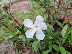 Mandevilla hypoleuca