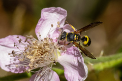 Ancistrocerus