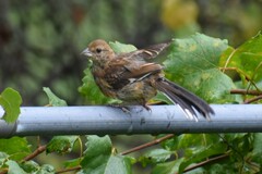 Pipilo erythrophthalmus