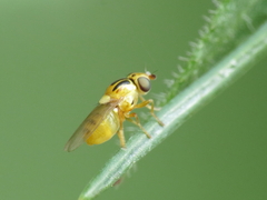 Thaumatomyia