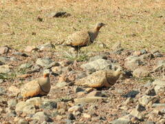 Pterocles orientalis