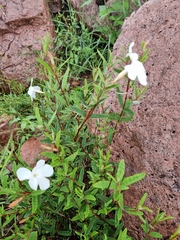 Mandevilla hypoleuca