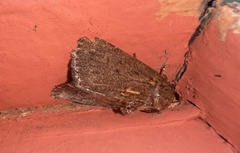 Amphipyra tragopoginis