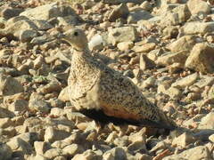 Pterocles orientalis