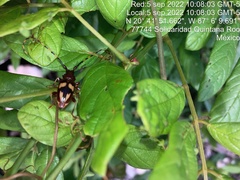 Dendrobias mandibularis