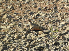 Pterocles orientalis