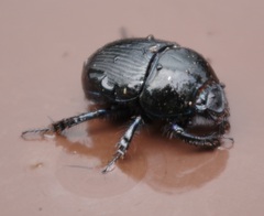 Geotrupes