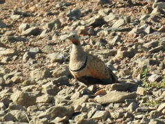 Pterocles orientalis