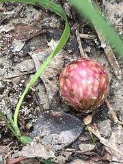 Amphibolips quercusjuglans