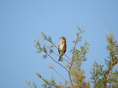 Emberiza calandra
