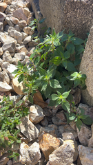Parietaria judaica