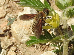 Poecilanthrax lucifer