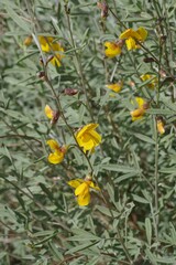 Calobota