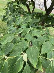 Cornus kousa