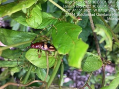 Dendrobias mandibularis