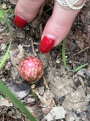 Amphibolips quercusjuglans
