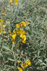 Calobota