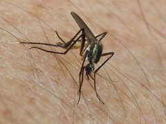 Psorophora longipalpus